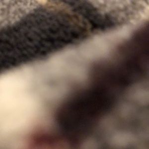 Meet your Posher, Bailey